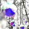 ガラスの森