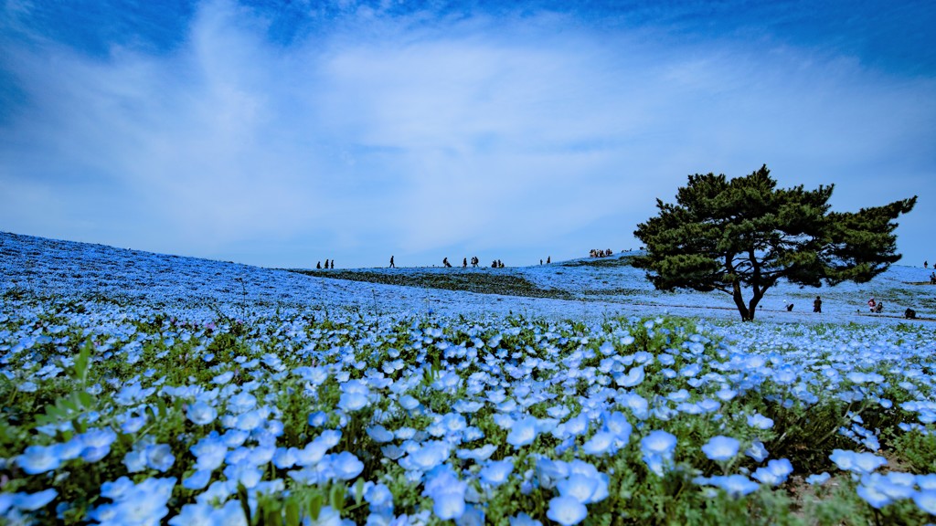 【ご紹介フォト】ひたち海浜公園①（スルーでOK）