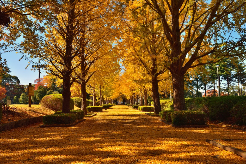 YELLOW CARPET