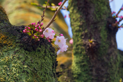 SAKURA