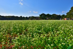 常陸秋蕎麦と古民家