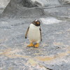 癒しのペンギンさま③　あれ？？