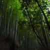 嵐山竹林