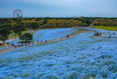 【ご紹介フォト】ひたち海浜公園②（スルーでOK）