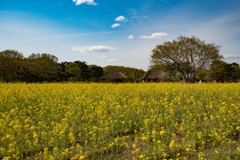 菜の花だって最盛期【ご紹介フォト】【ポチ不要】【スルーでOK】