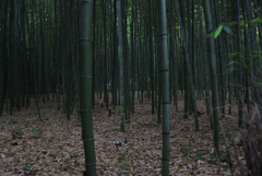 嵐山竹林