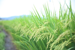 食欲の秋