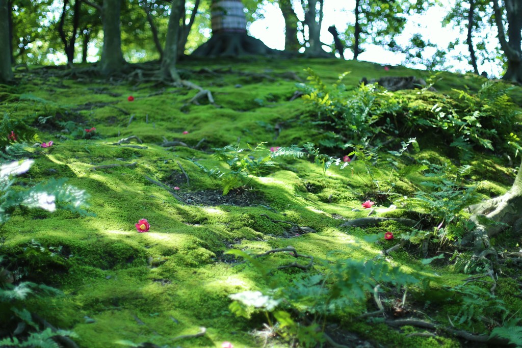 苔の世界に魅せられて