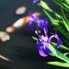 区別がつかない