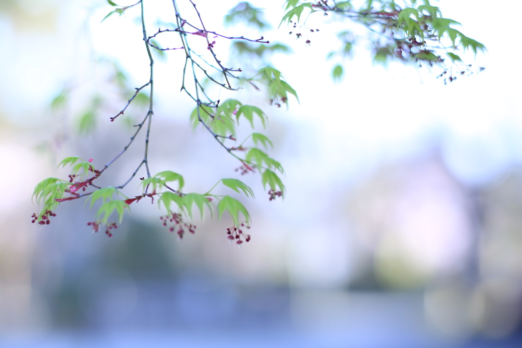 小さな花