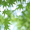 木陰