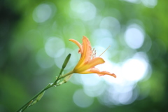 夏からの手紙
