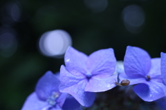 となりの紫陽花は青い