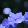 となりの紫陽花は青い