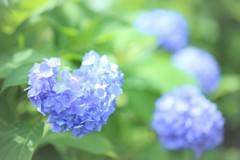 恋する紫陽花
