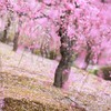 いやされて