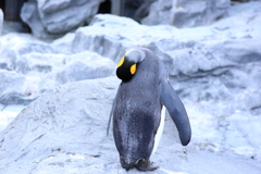 死んだふり