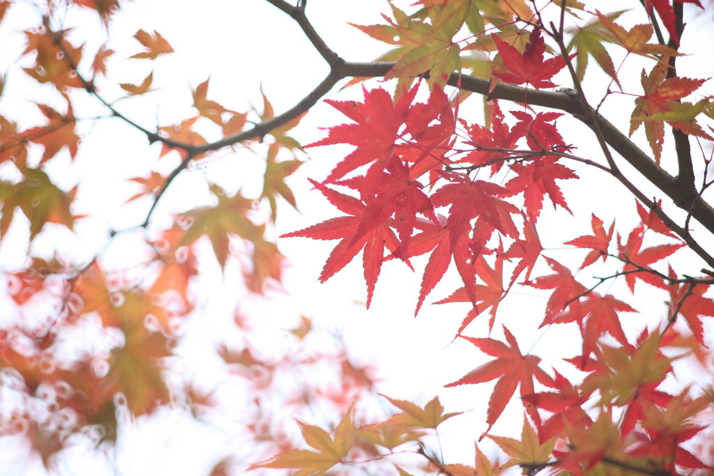 手をかざしてみれば