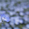 小さな仲間たち
