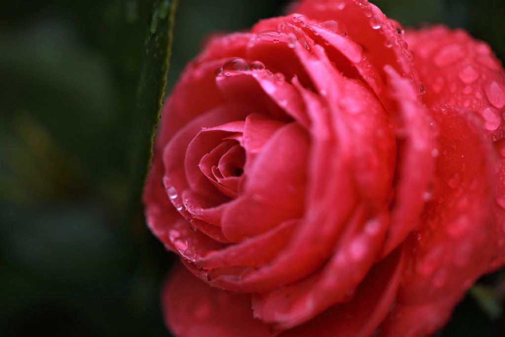 しずくの森