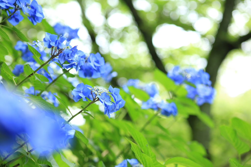 紫陽花がとまらない