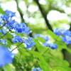 紫陽花がとまらない