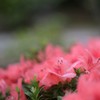 咲き盛り