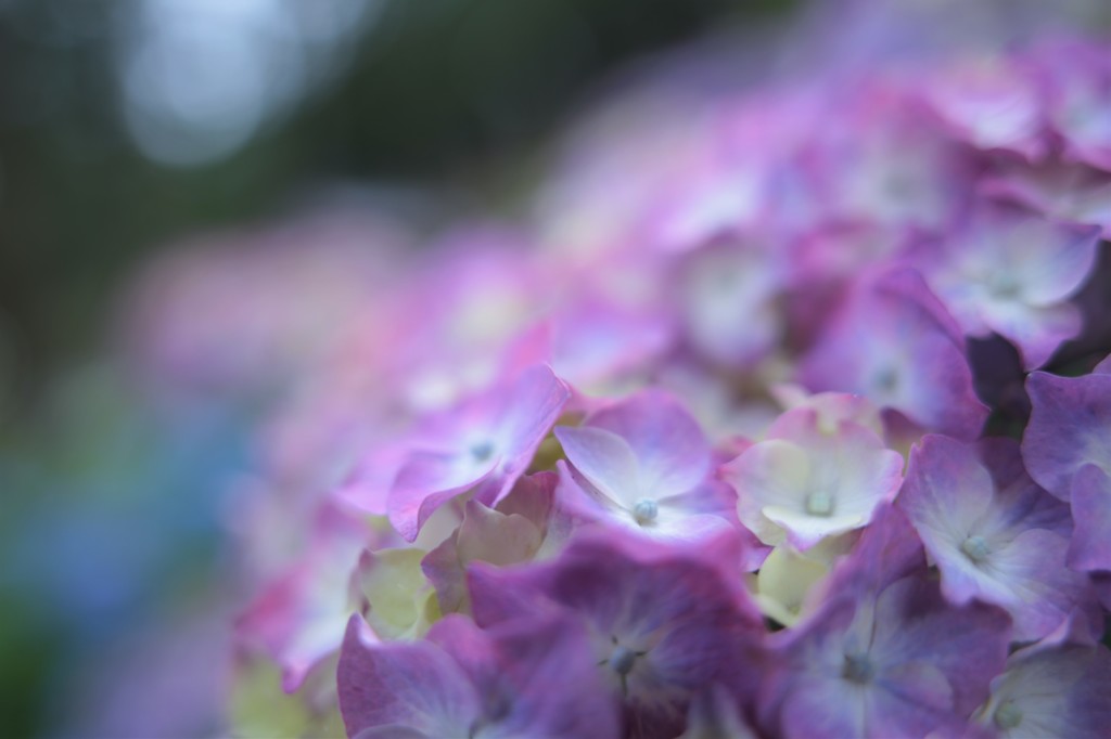 紫陽花が止まらない