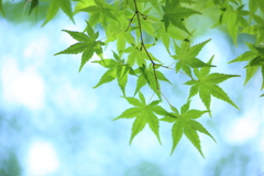 風のいたずら