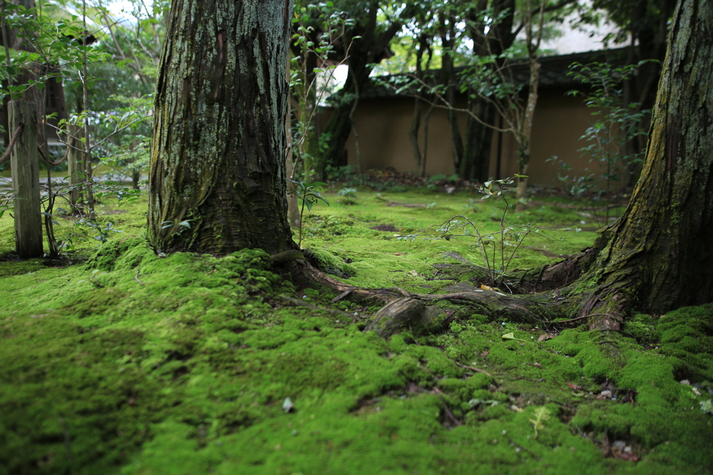 苔のよろこび