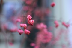 何花
