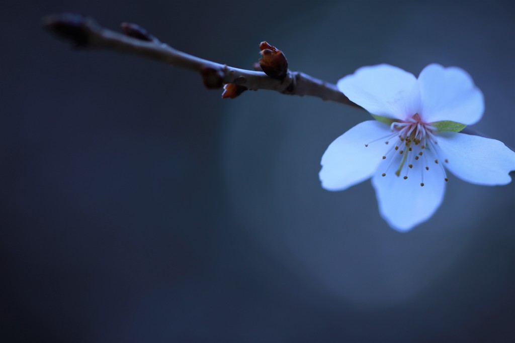 四季桜