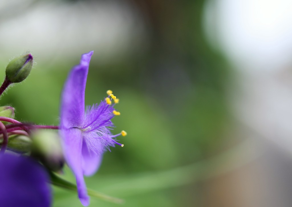 朝に逢いましょ