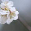 初桜