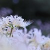 背伸びしても