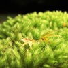 苔と落ち葉