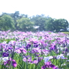 咲いた咲いた