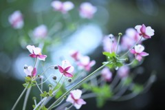 幸せの種をまこう