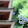 女人高野