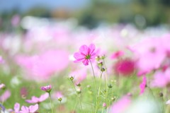 あつい秋
