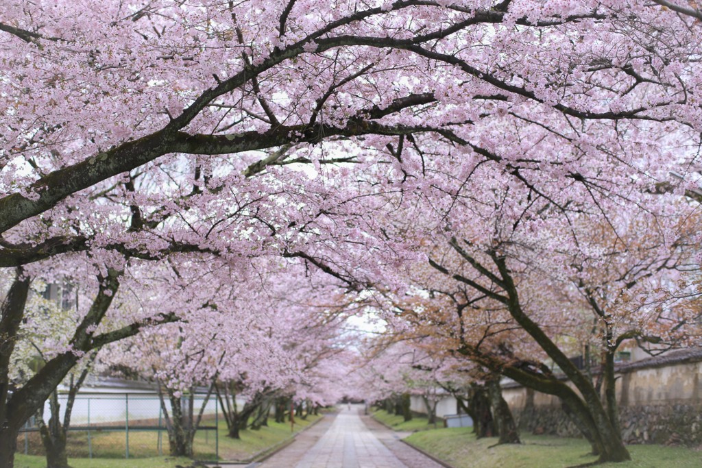 雨上がりの桜小路