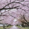 雨上がりの桜小路
