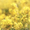 花粉イエローカード