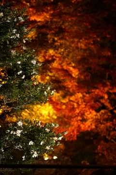 山茶花の夜