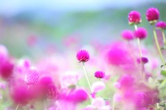 恋する千日紅