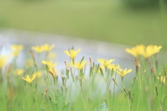 雨降る前に