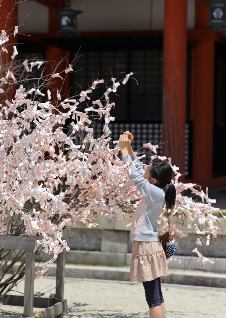 桜みくじに