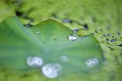 水のめぐみ