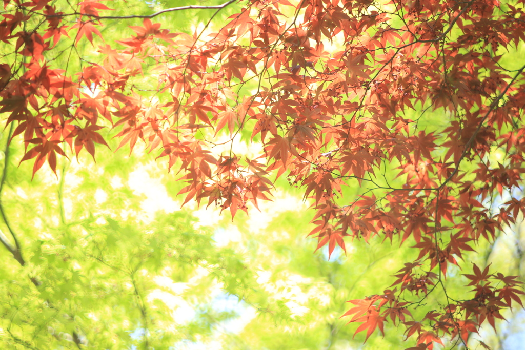 新紅