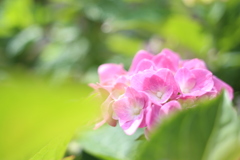 我が家の紫陽花
